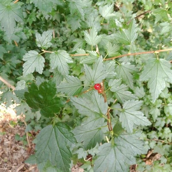 Ribes alpinum Blad