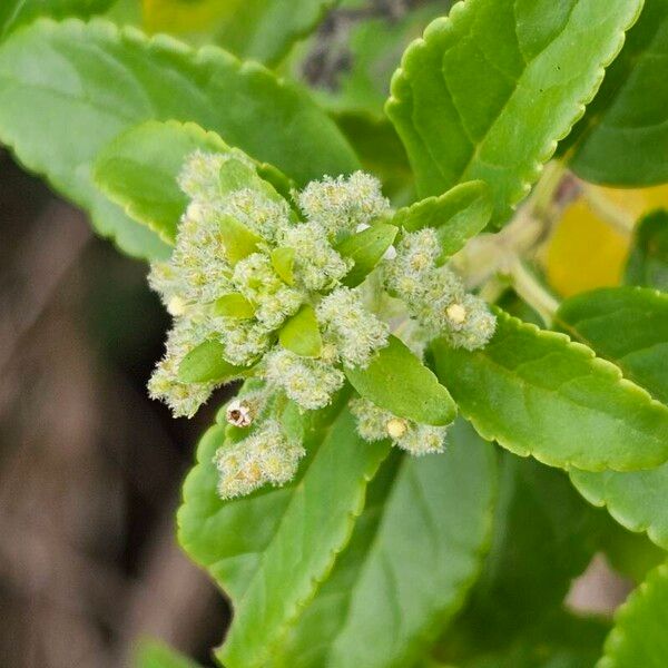 Bystropogon canariensis 葉