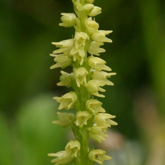 Herminium monorchis Floro