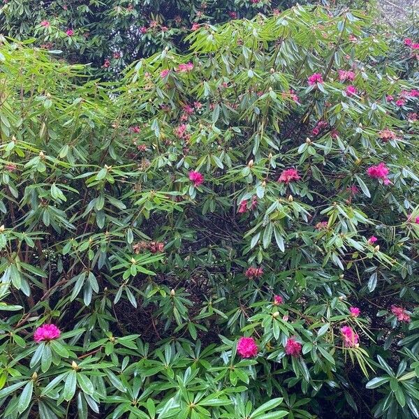 Rhododendron arboreum Buveinė