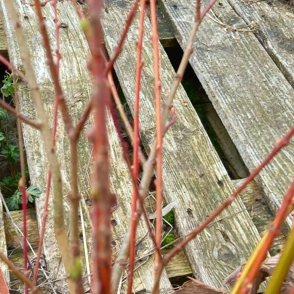 Salix purpurea Bark