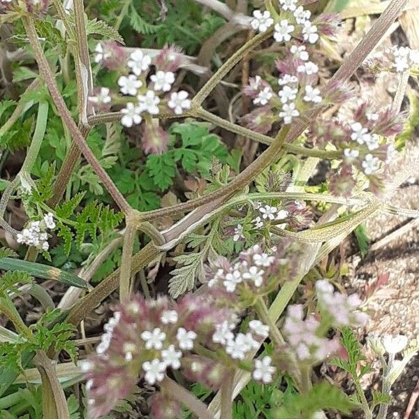 Torilis arvensis Flors