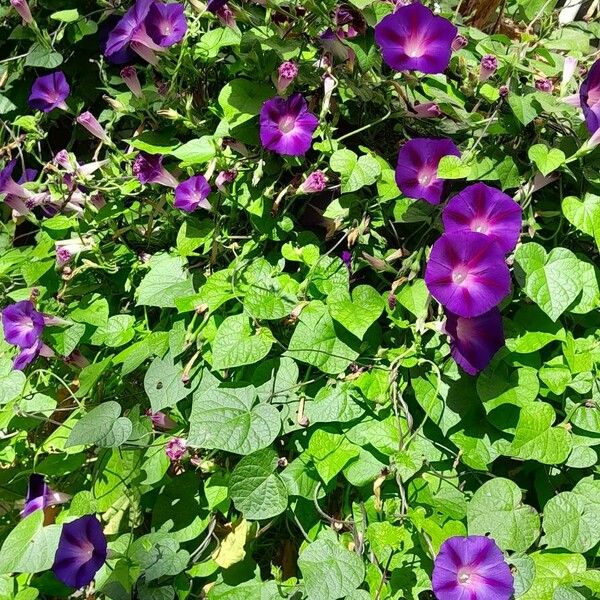Ipomoea purpurea Alkat (teljes növény)