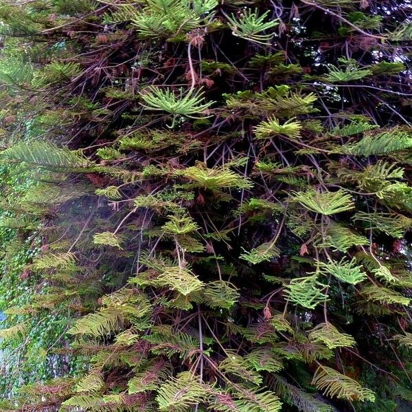 Araucaria columnaris Leaf