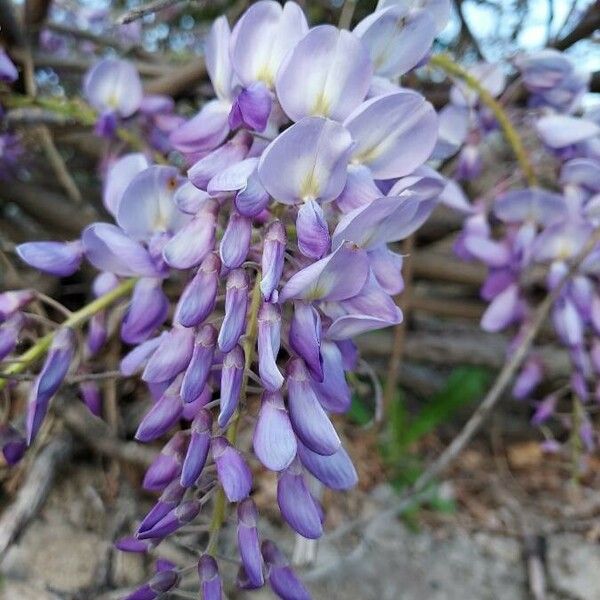 Wisteria floribunda Квітка