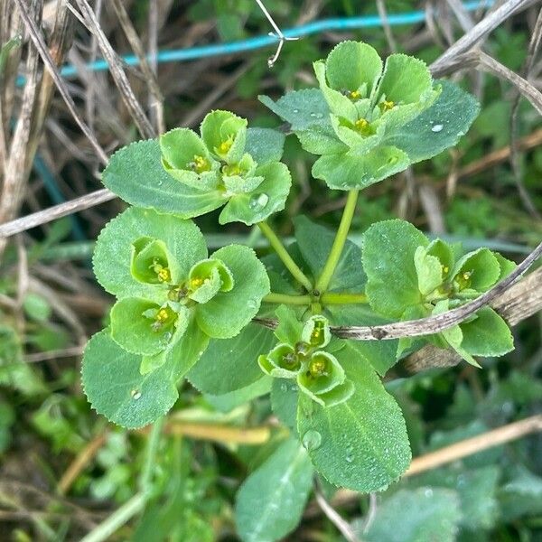 Euphorbia helioscopia Blomst