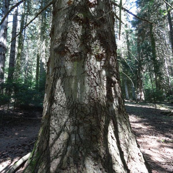 Abies cephalonica Кара