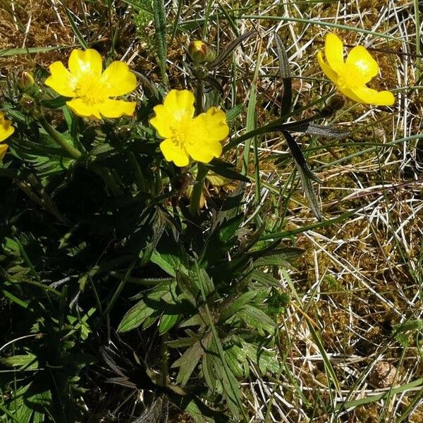 Ranunculus montanus List