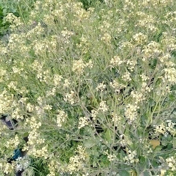 Rhamphospermum nigrum Flower