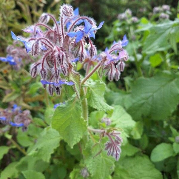 Borago officinalis Virág