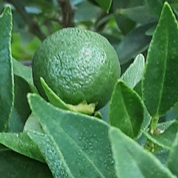 Citrus × aurantiifolia Fruit