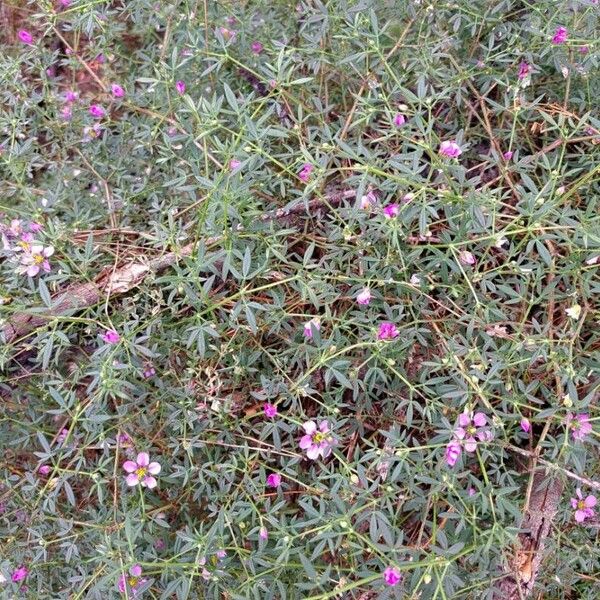 Zygophyllum creticum Habit