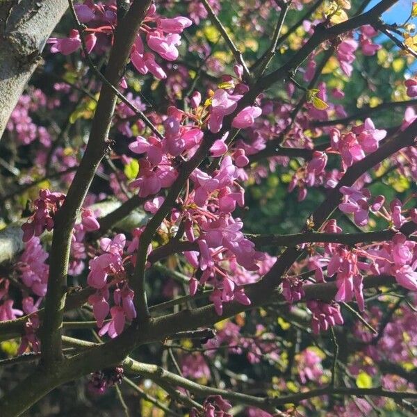 Cercis canadensis Квітка