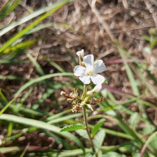 Melochia pyramidata Flower