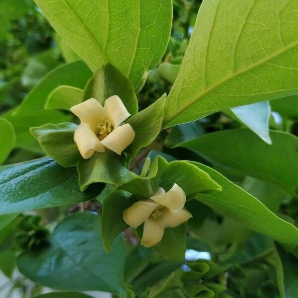 Diospyros virginiana Blüte