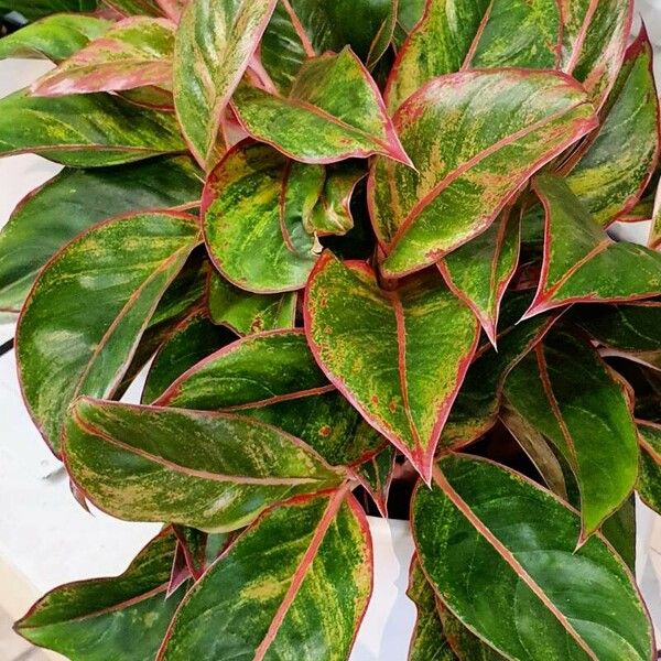 Aglaonema commutatum Blatt