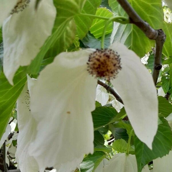 Davidia involucrata Kwiat