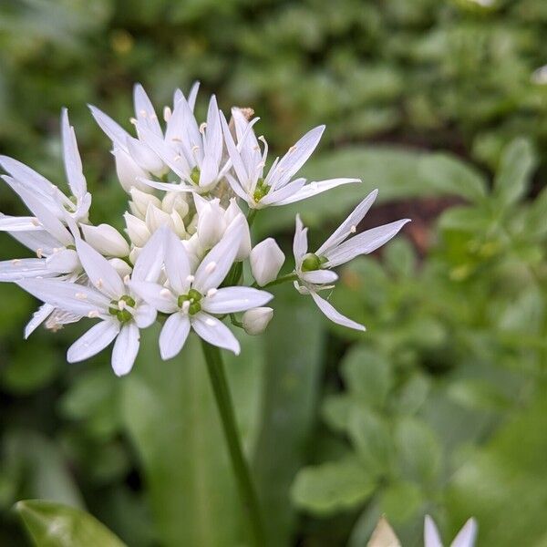 Allium ursinum Flower