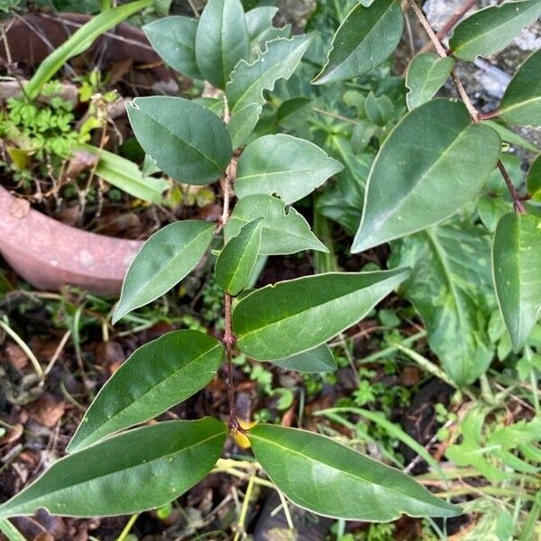 Ligustrum lucidum Leaf