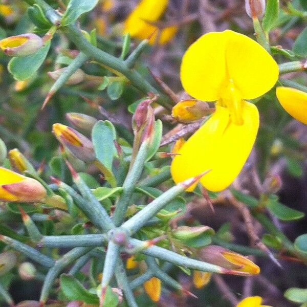 Genista salzmannii Flor