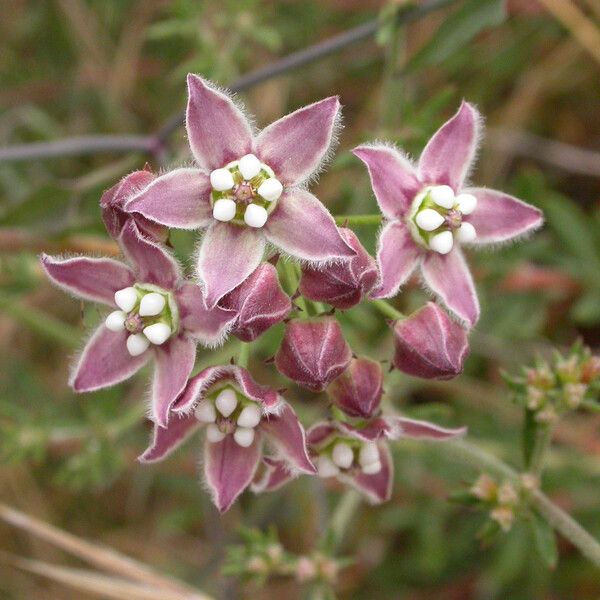 Funastrum cynanchoides Flor