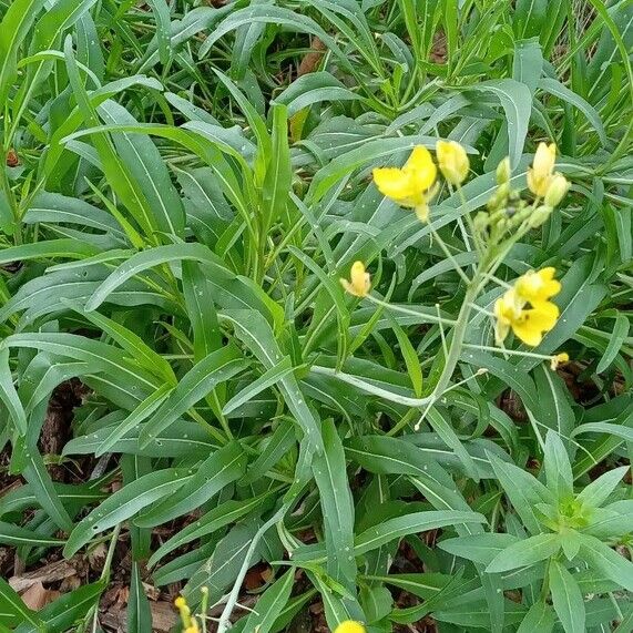 Diplotaxis tenuifolia Habit