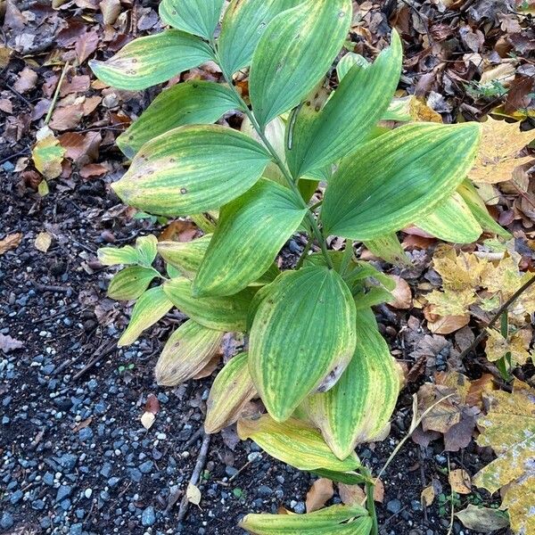 Polygonatum biflorum Leaf