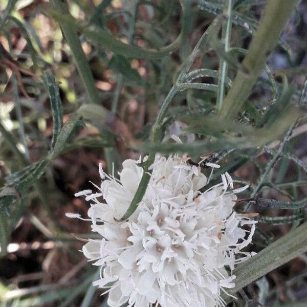 Cephalaria leucantha Цветок