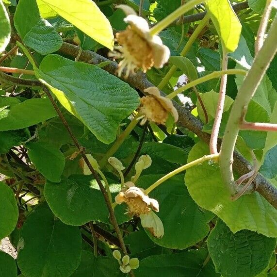 Actinidia chinensis Λουλούδι