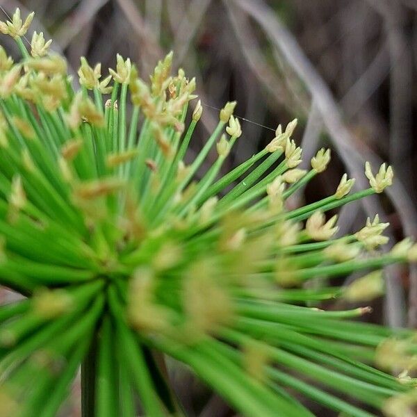 Cyperus haspan Flower