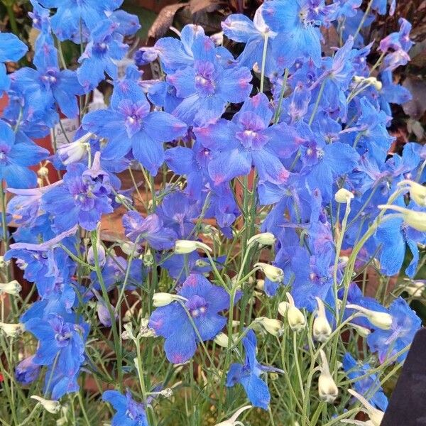 Delphinium grandiflorum Blomst