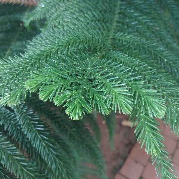 Araucaria luxurians ᱥᱟᱠᱟᱢ