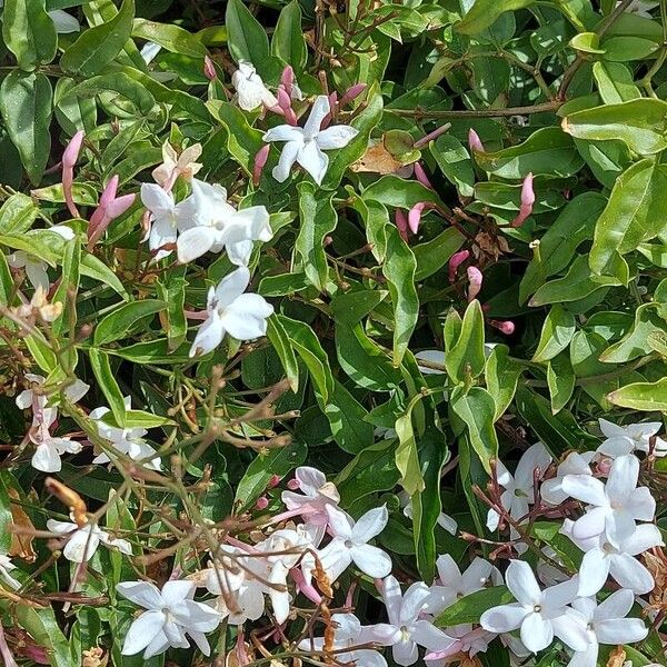 Jasminum polyanthum Květ