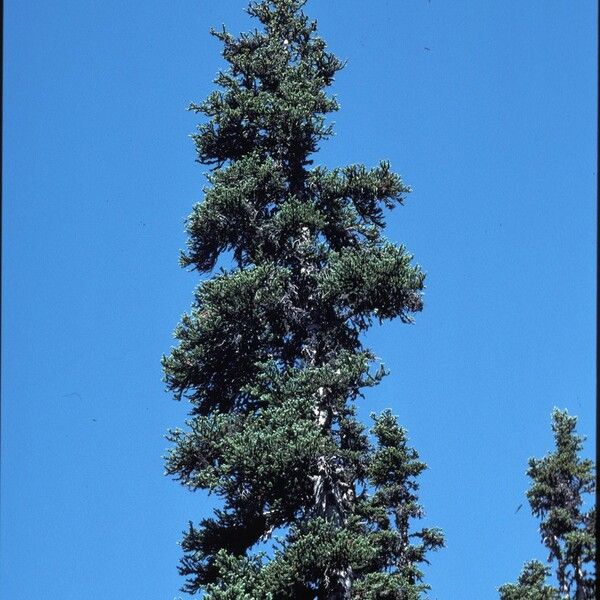 Abies lasiocarpa Pokrój