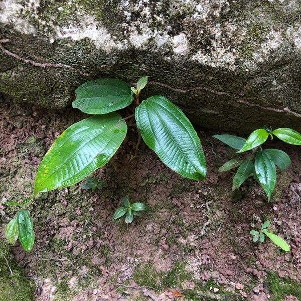 Miconia crenata Foglia