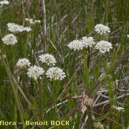 Oenanthe globulosa Habit