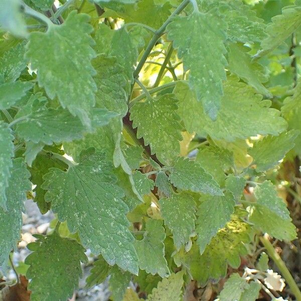 Nepeta cataria Агульны выгляд