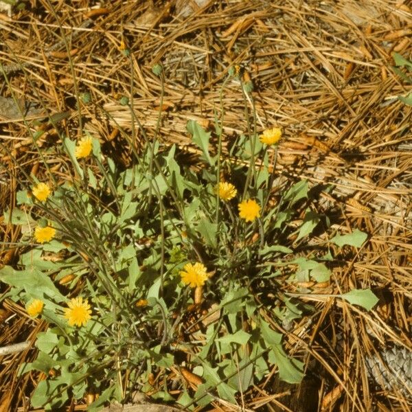 Krigia virginica عادت