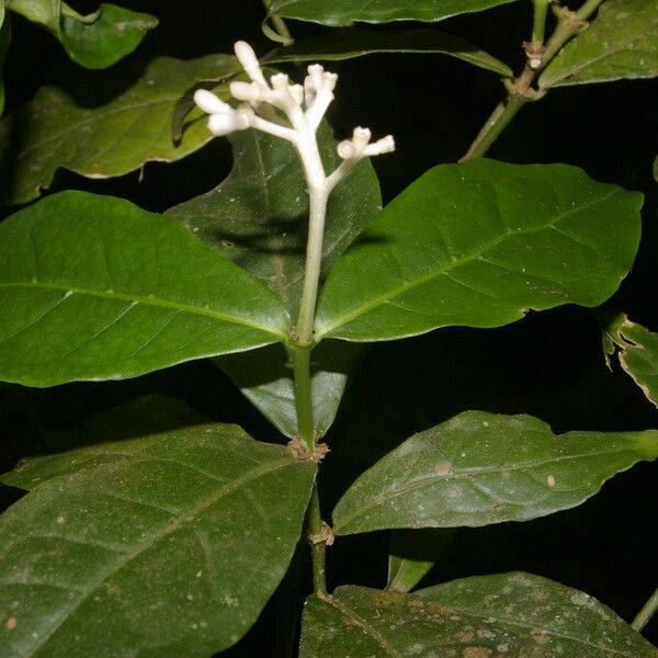 Rudgea cornifolia 葉