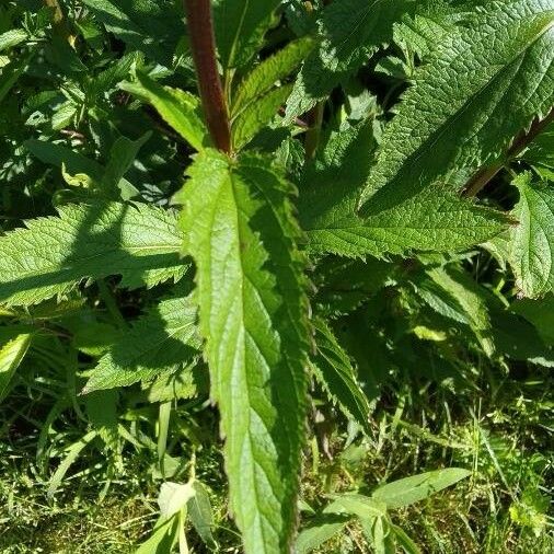 Verbena hastata Φύλλο