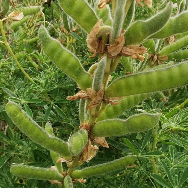 Lupinus albus Fruchs