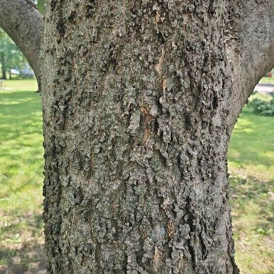 Celtis laevigata বাকল