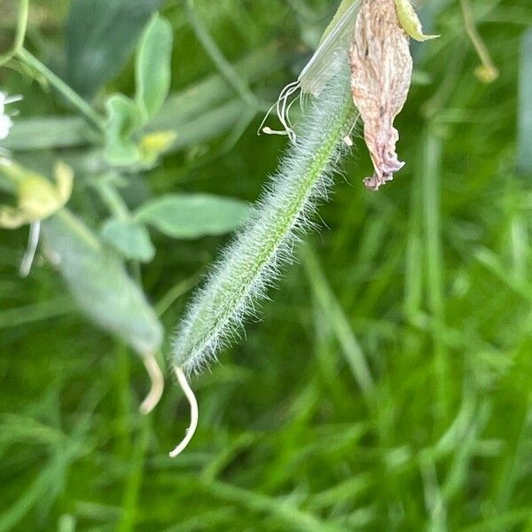 Lathyrus odoratus 果實