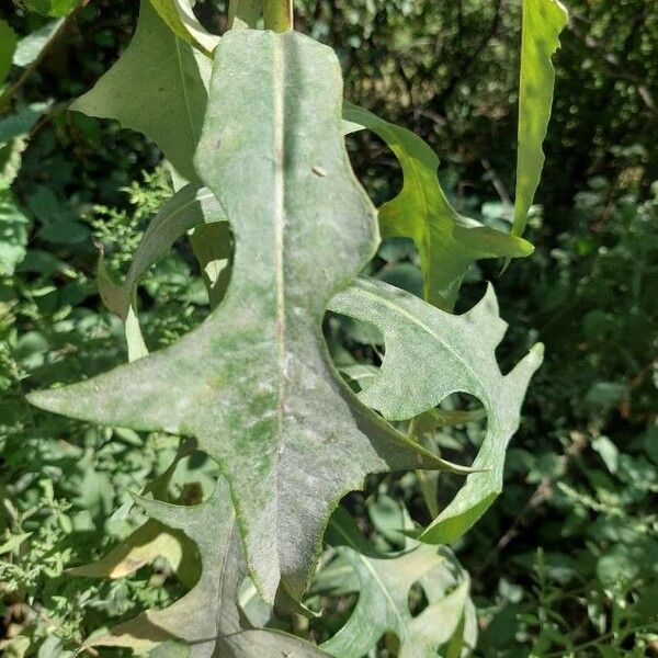 Lactuca biennis Листок