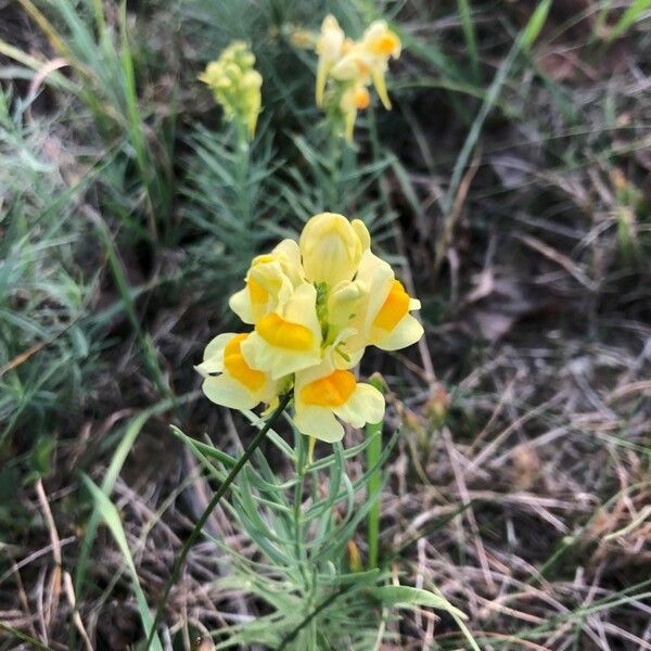 Linaria vulgaris Kwiat