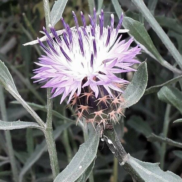 Centaurea aspera Flor