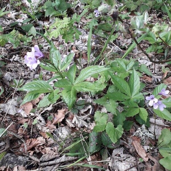 Cardamine pentaphyllos Habitus