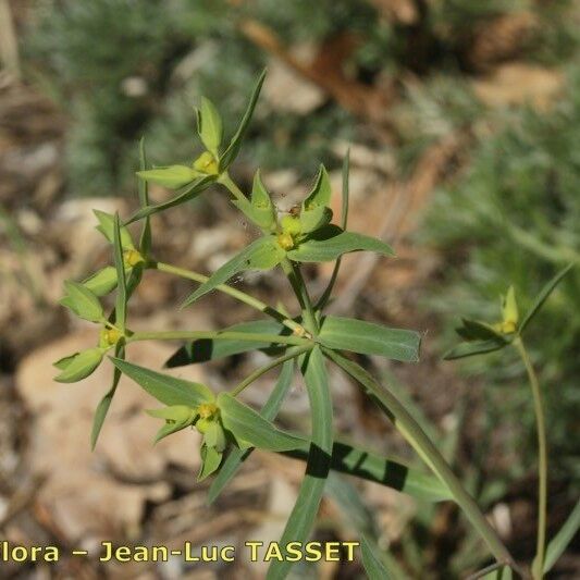 Euphorbia taurinensis Кветка