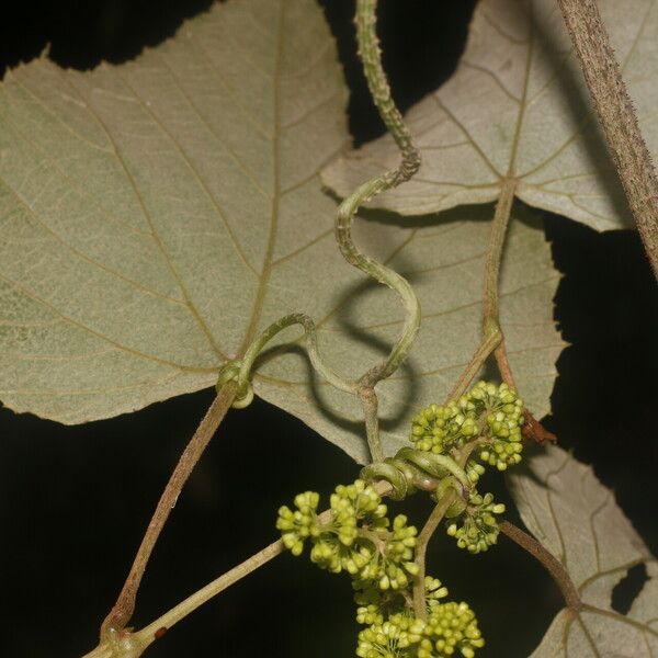 Vitis tiliifolia Levél