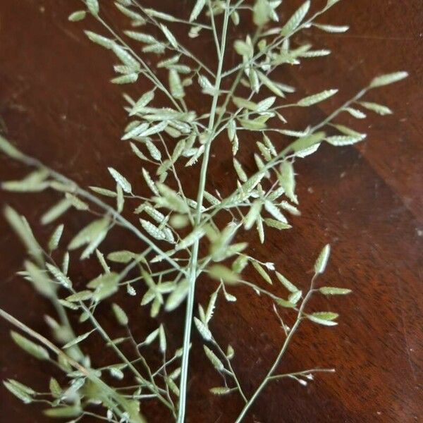 Eragrostis minor फूल